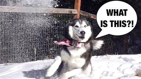 Meeka The Husky Sees Snow For The First Time ️ ⛄️ Youtube