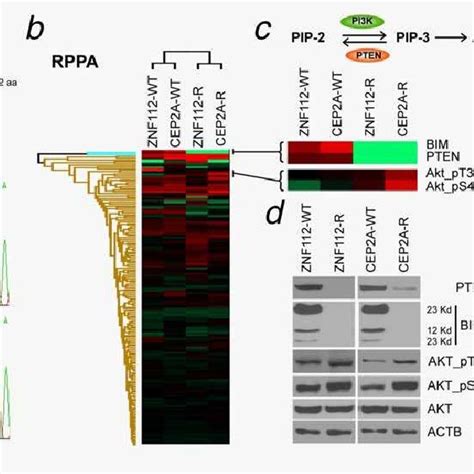 Mechanisms Of FGFR1 Inhibitor Resistance Involves FGFR1 Mutation And