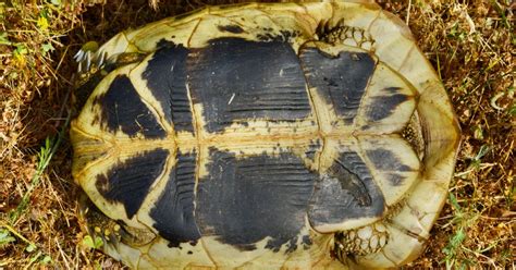 Пластрон (в биологии). Большая российская энциклопедия