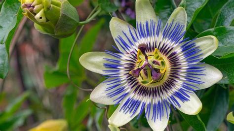 The jungle blooms of the passion flower add flamboyant colour to the ...