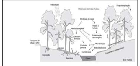 Esquema da formação de Mata ciliar Fonte Likens et al 1992
