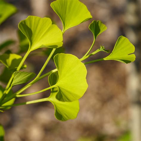 Sky Tower Ginkgo – Plant Detectives