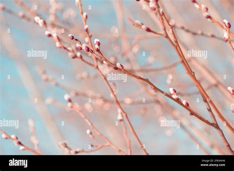 Beautiful Pussy Willow Buds Flowers And Branches Seasonal Forest Blooming Spring Vegetation