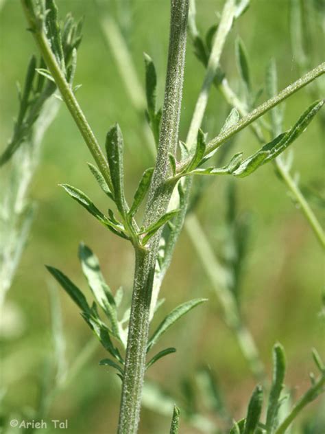 Centaurea Stoebe Spotted Knapweed Go Botany