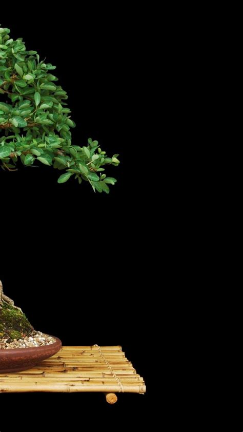 Bonsai Iphone Wallpaper