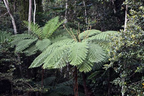 Thoughts And Happenings Tropical Forest Cairns Queensland