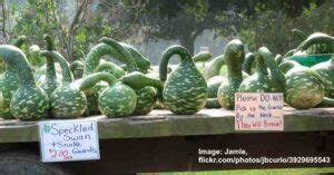 Types Of Gourds With Pictures And Identification Chart