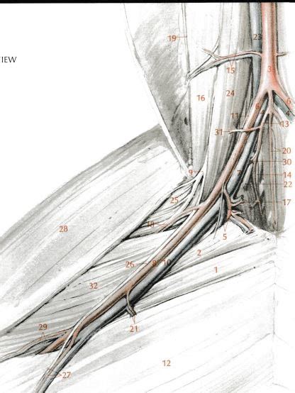 Anatomical Vascular Structures Overview - Fig 50 Flashcards | Quizlet