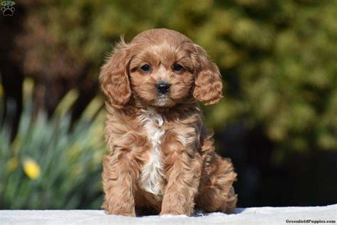 Toni Cavapoo Puppy For Sale In Pennsylvania