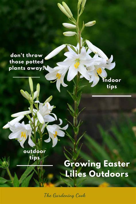 how to care for easter lily plant