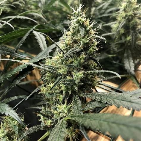 afghan haze strain high yield sativa hybrid seeds  focus