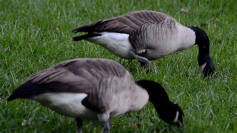 Canada geese eating grass - YouTube