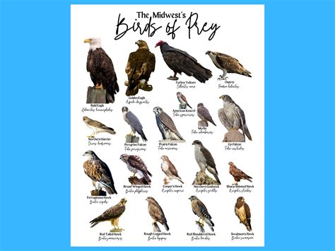 Midwest Birds Of Prey Id Poster Bird Identification Etsy