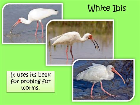 Animal Adaptations Ppt