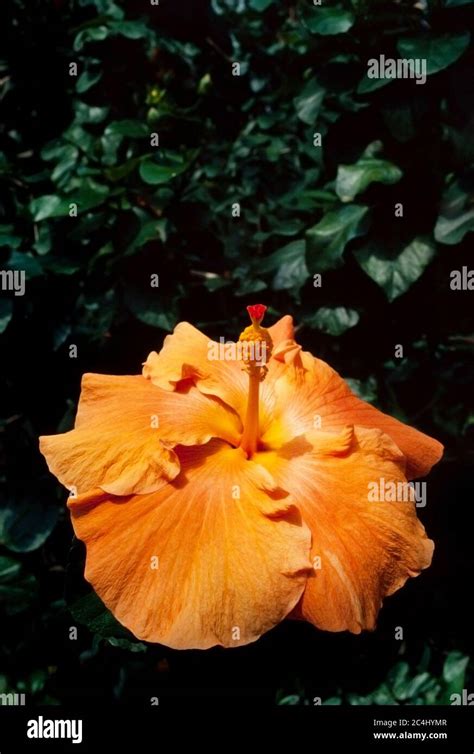 Hibiscus Flower Malaysia National Flower Bunga Raya Stock Photo Alamy