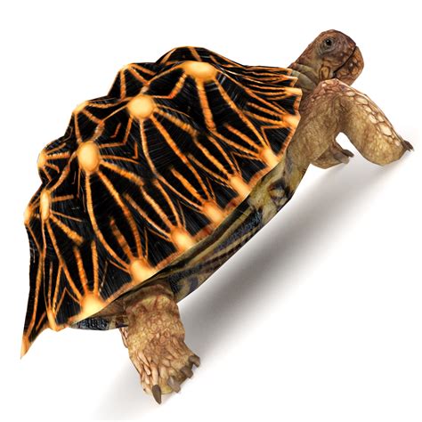 Звездная черепаха 3D Модель $10 - .max .3ds .fbx .obj - Free3D