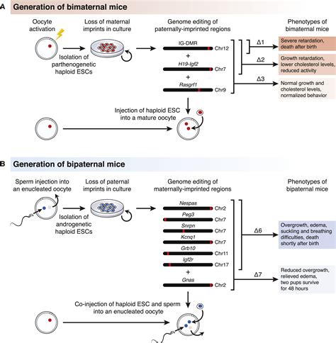 Mice From Same Sex Parents Crispring Out The Barriers For Unisexual Reproduction Cell Stem Cell