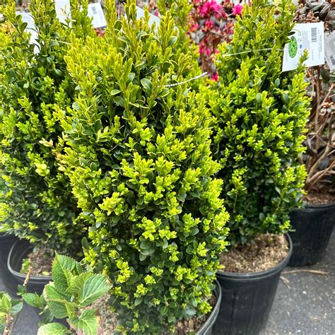 Buxus Green Mountain Boxwood