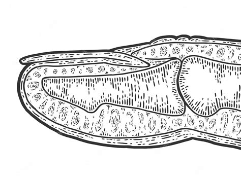 해부학 섹션 손가락 스케치 스크래치 보드 모조 흑백 프리미엄 벡터