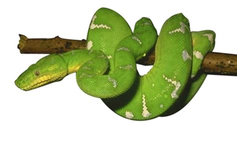 Anaconda Png Images Transparent Free Download