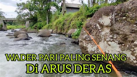 MANCING WADER SELUANG DI ARUS DERAS MEMANG ASIK YouTube