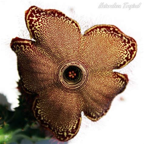 La Reina De Las Asclepiad Ceas Edithcolea Grandis