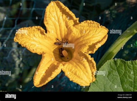 Flora Y Fauno Fotograf As E Im Genes De Alta Resoluci N Alamy