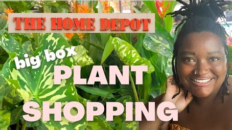 CHAOTIC BIG BOX PLANT SHOPPING AT HOME DEPOT Alocasia Hilo Beauty