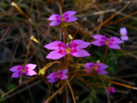 Australian Wildflowers Flowers Across Melbourne