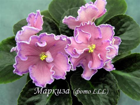 Фиалка Маркиза