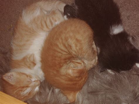 Neo Unknown On Twitter Rt Newwexneww Twitter Down Pussy Reveal