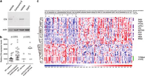 Notch1 Fbxw7 Mutations Activate The Notch1 Pathway In Primary T All