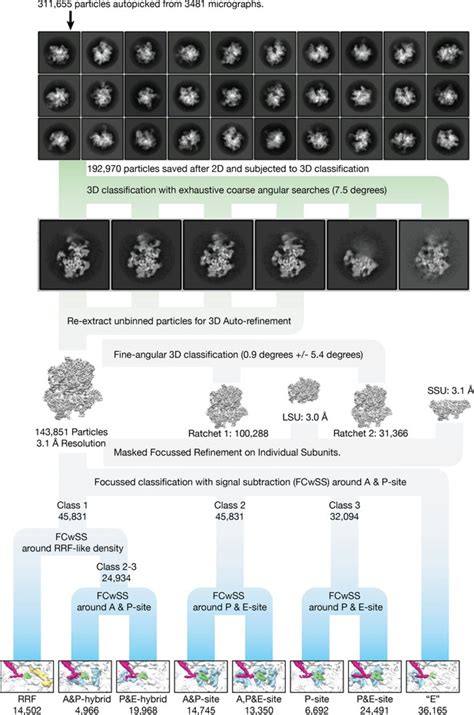 Figures And Data In Structural Basis Of Mitochondrial Translation Elife