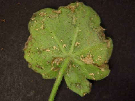 a green leaf with brown spots sitting on top of a black surface in the dark