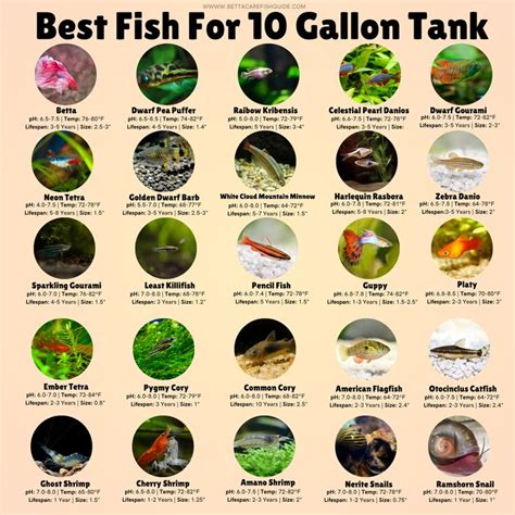 Best Fish For Gallon Tanks Fish Tank Terrarium Gallon Fish