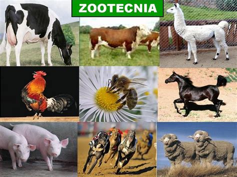 Zootecnia Estuda O Que - O Que é Zootecnia Estuda - RETOEDU