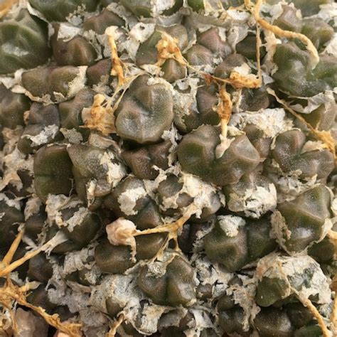 Conophytum Ectypum Sb Mesa Garden