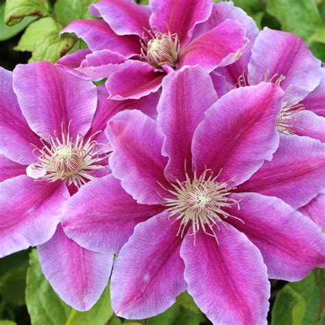 Clematis 'Dr. Ruppel' ansehen!