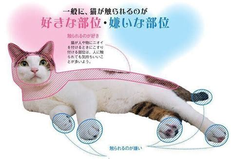 猫の「顔まわり」の撫で方の正解とは 4つの部位別で解説♪｜ねこのきもちweb Magazine