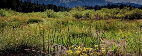 Markleeville Campground 4 Photos Markleeville Ca Roverpass