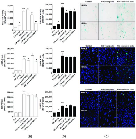 Effect Of Normal Peritoneal Mesothelial Cells Hpmcs And Fibroblasts