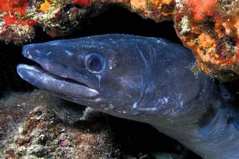 Conger Eel: Diet, Habitat, and Life Cycle