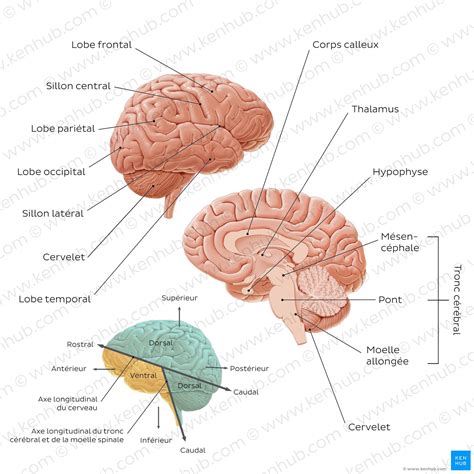 Cerveau Et Cortex C R Bral Anatomie Et Fonction Kenhub