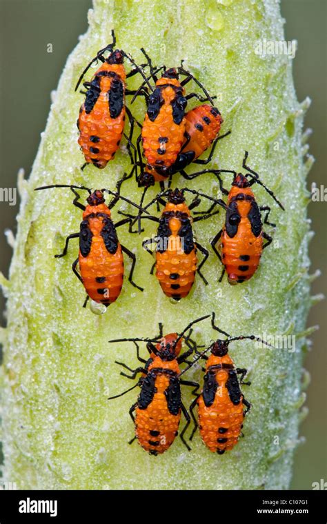 Dewy Large Milkweed Bug Nymphs Oncopeltus fasciatus on Common Milkweed seed pod Asclepias ...