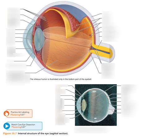 Internal Structure Of The Eye Sagittal Section Diagram Quizlet