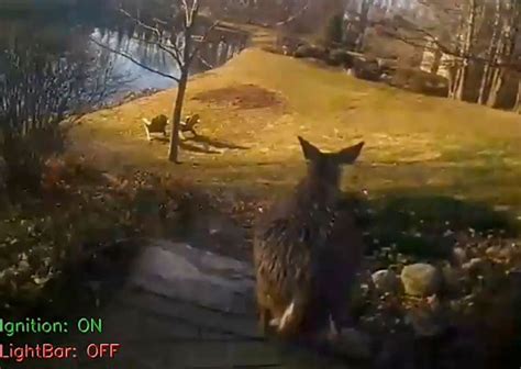 Video Indiana Cops Rescue Deer Trapped In Empty Pool Newsweek