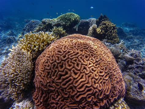 How can we save our deep sea reefs? | World Economic Forum