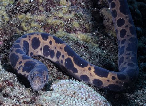 Dollzis: Black And Yellow Eel Mexico