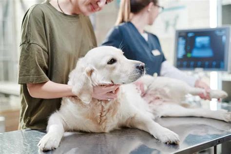 How To Keep Your Dogs Teeth Clean Northcote Vet