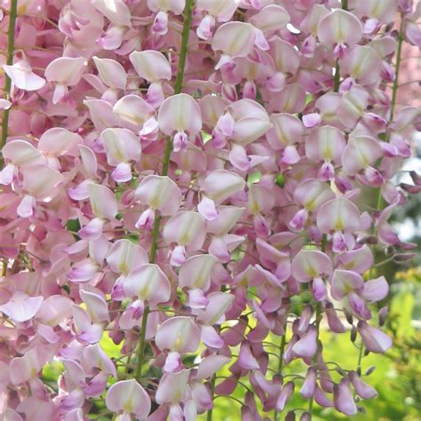 Glycine du Japon Honbeni Rosea Pink Ice Wisteria floribunda à